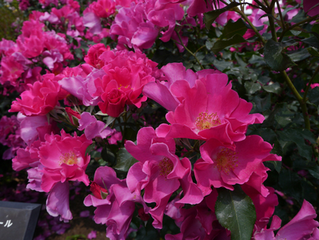 c0004078_9531553.jpg
