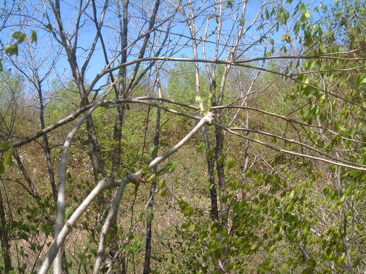 c0237780_11521687.jpg