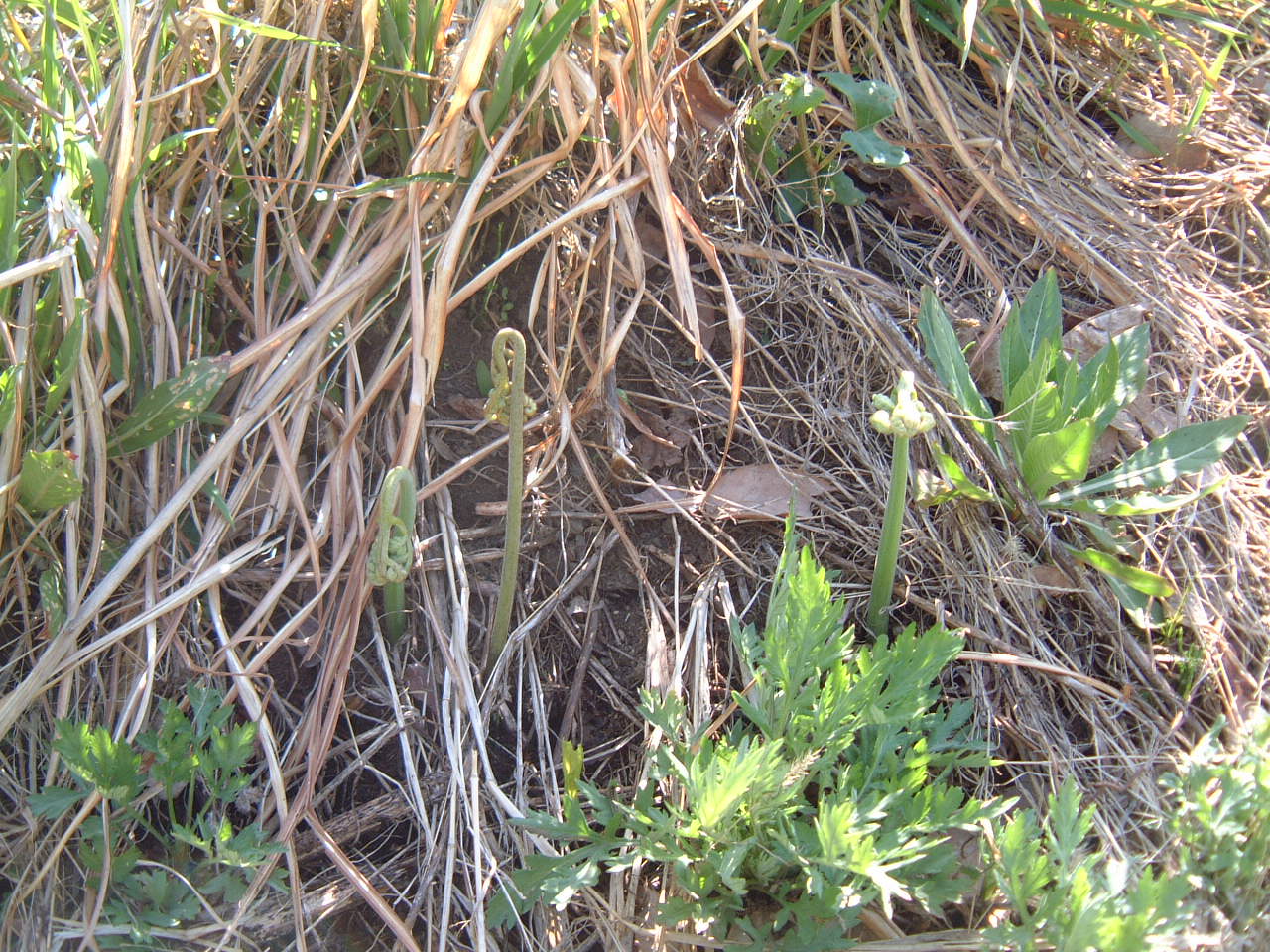 c0237780_1153187.jpg