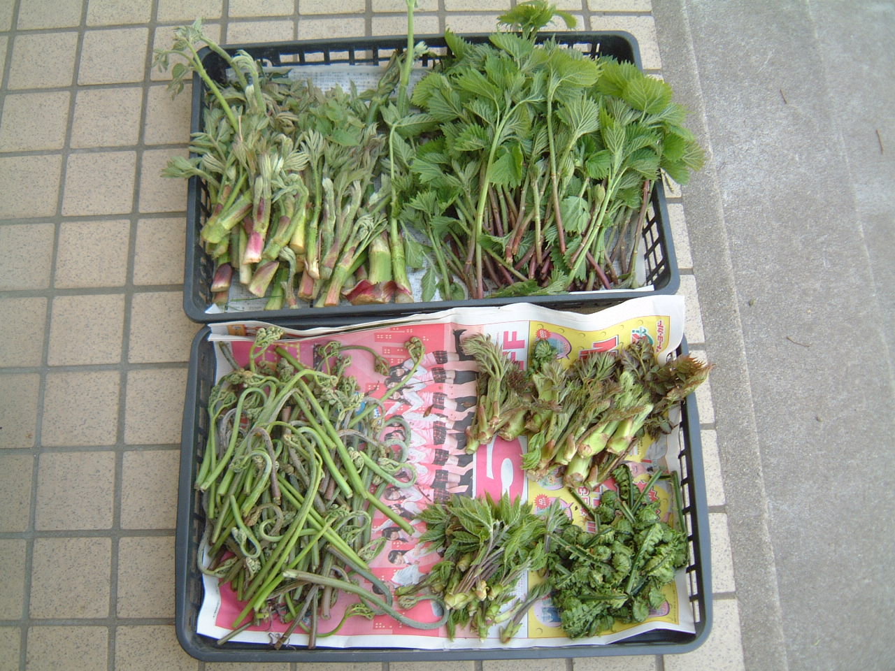 c0237780_11534880.jpg