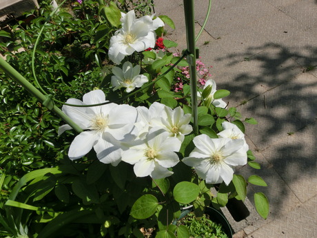 a0203003_1374064.jpg