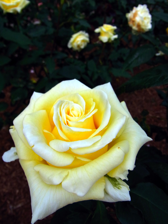 e0083517_971615.jpg