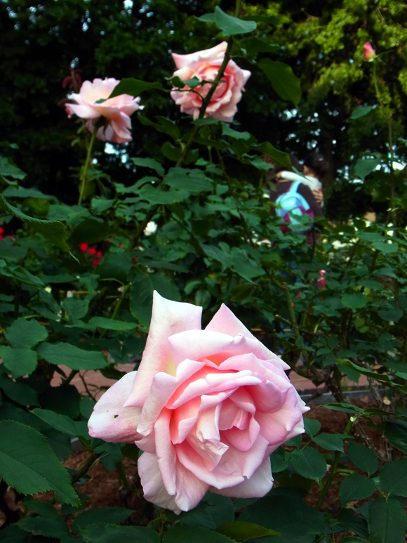 e0083517_97314.jpg