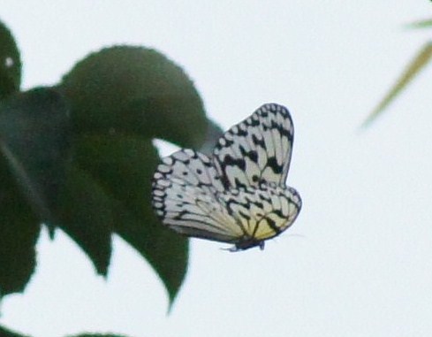 c0042418_7594931.jpg