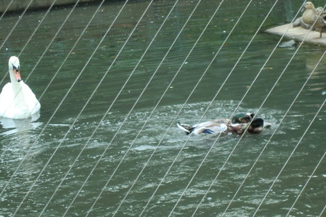 c0236632_814402.jpg