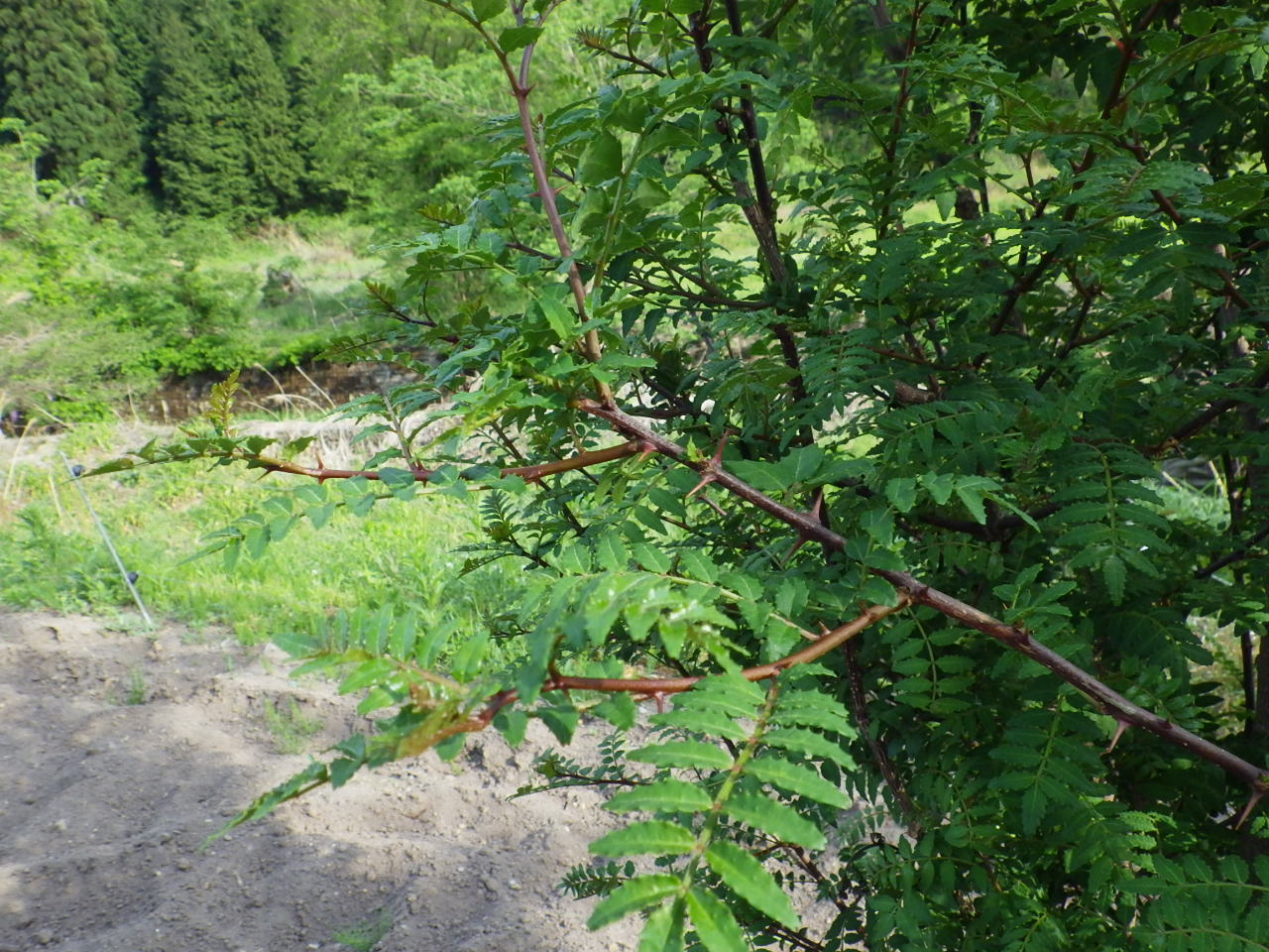 c0300035_17104155.jpg