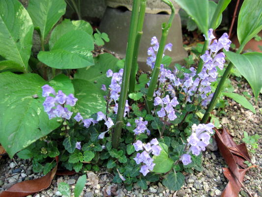 c0147952_12361614.jpg