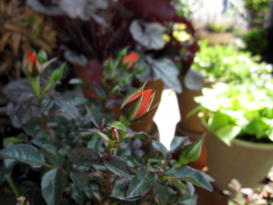 c0147952_1823989.jpg