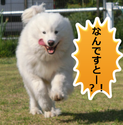 a0166954_175129.png