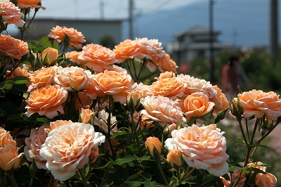 f0106664_754593.jpg