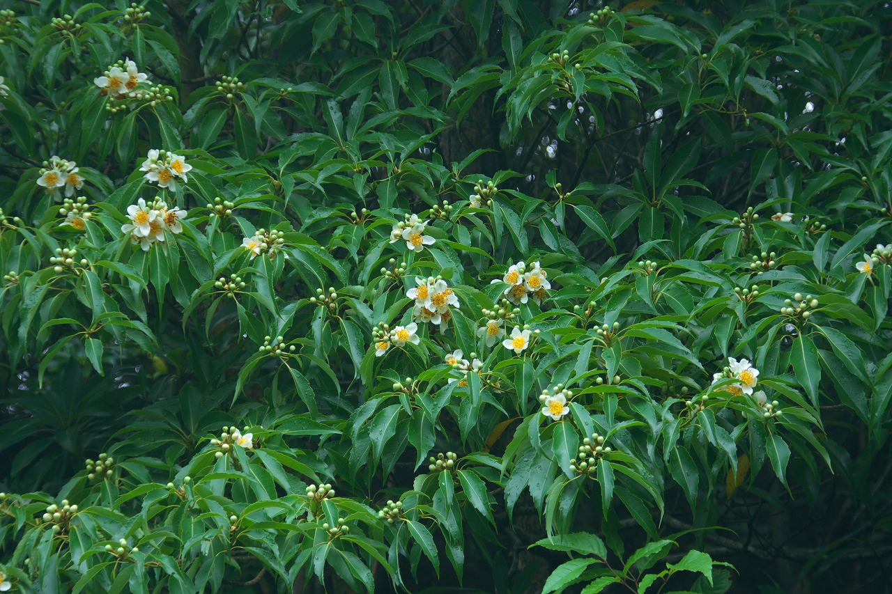b0174905_16304789.jpg