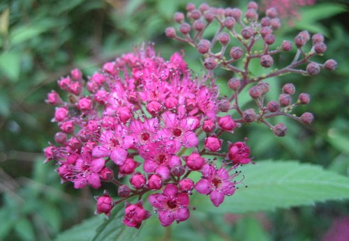 f0139520_211741.jpg