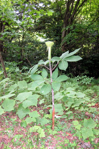 c0038434_1522090.jpg