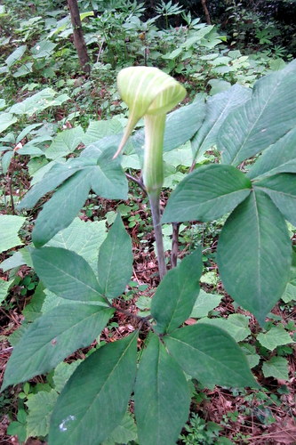 c0038434_153493.jpg