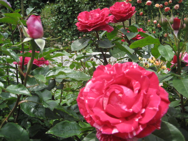 b0166435_12591676.jpg