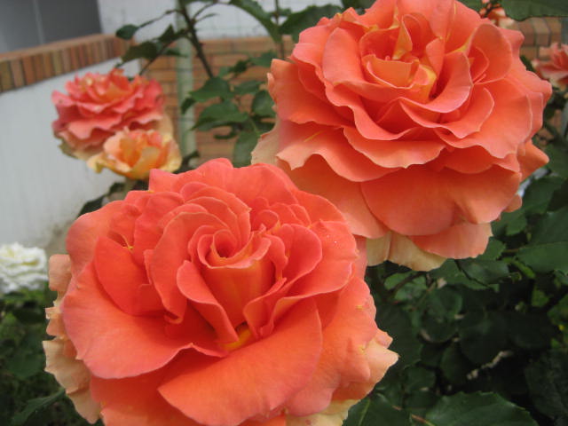 b0166435_1304769.jpg
