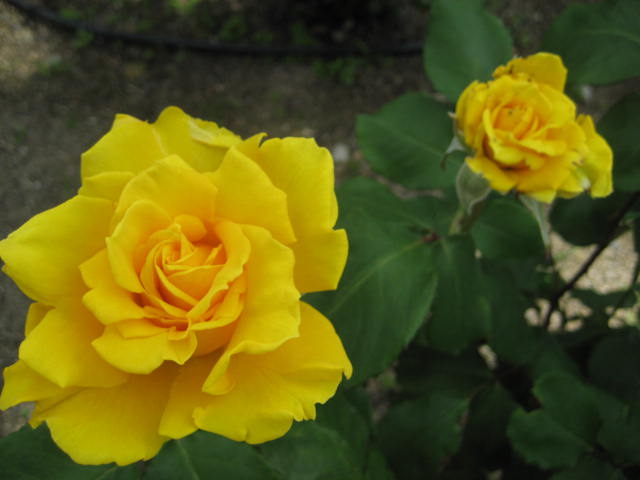 b0166435_1311741.jpg