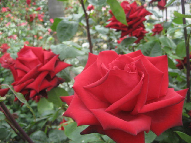 b0166435_1314051.jpg