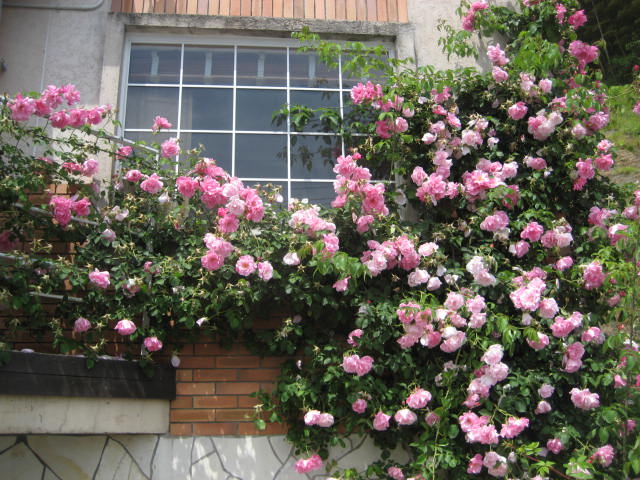 b0166435_1402365.jpg