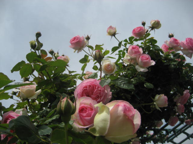 b0166435_1412039.jpg