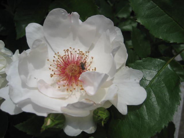 b0166435_1415985.jpg