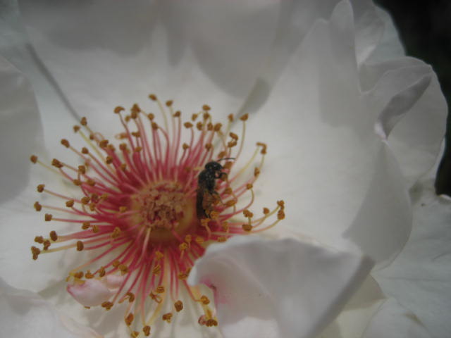 b0166435_142221.jpg