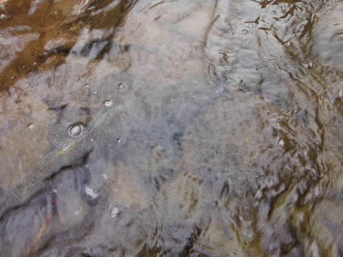 e0262235_20273053.jpg