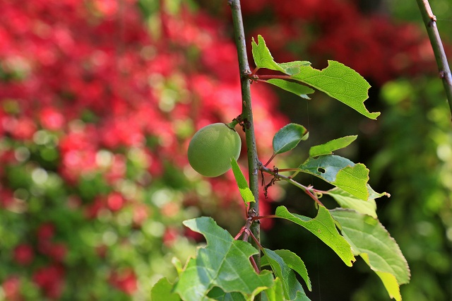 a0242438_1875972.jpg