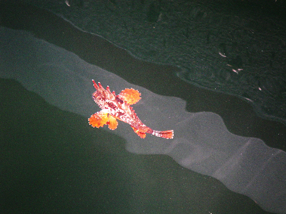 f0161647_611723.jpg