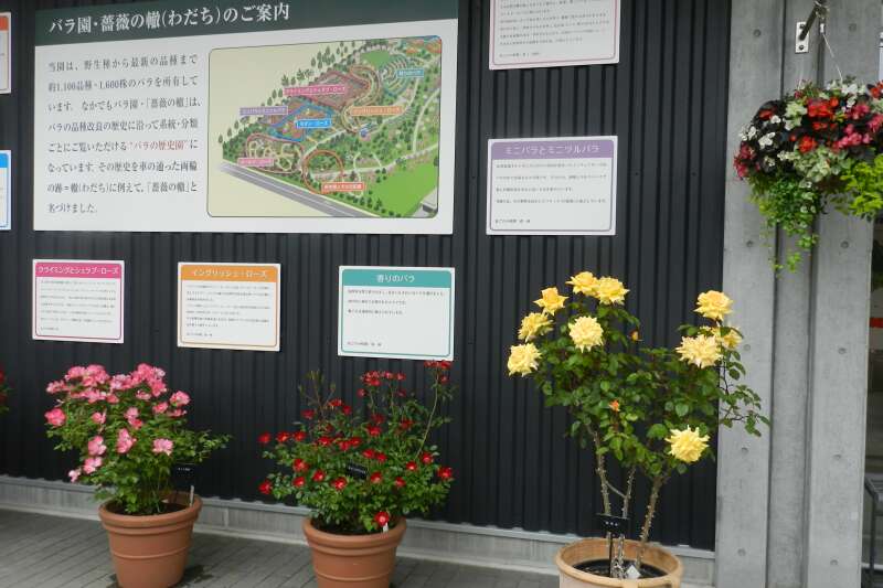 e0043548_1755032.jpg