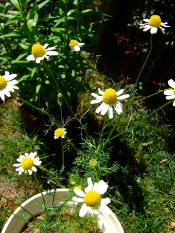 a0105480_15353374.jpg