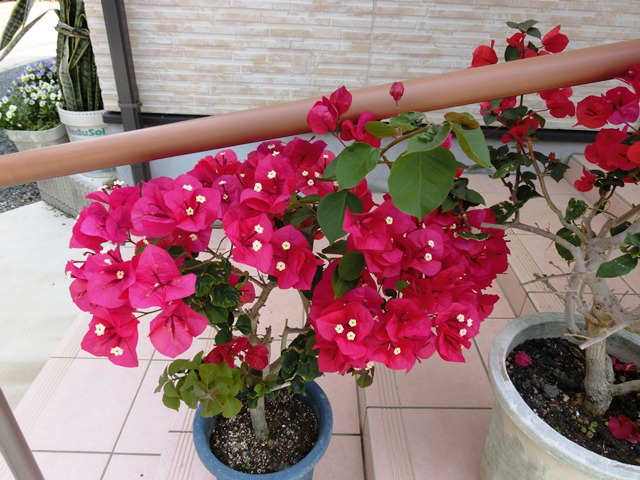 c0167785_2134785.jpg