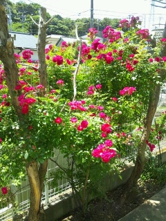 c0023399_1051840.jpg
