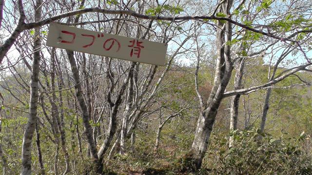 a0127015_8551652.jpg