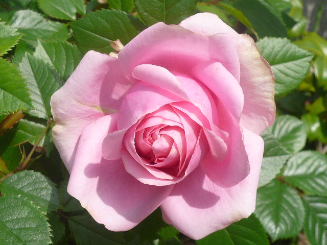 e0026017_15291989.jpg