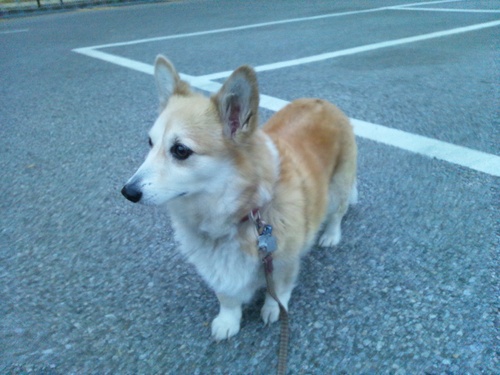 c0150520_20155884.jpg