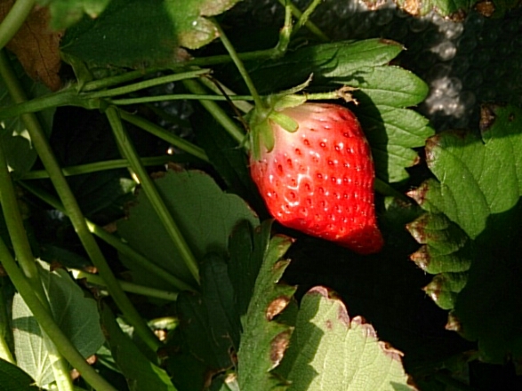 e0188236_1849935.jpg