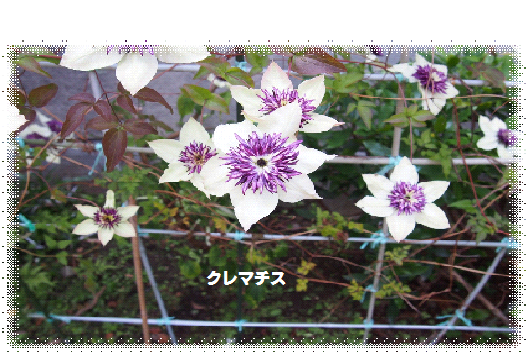 e0255638_12364917.png