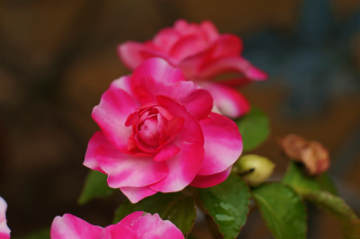 a0135840_10265361.jpg