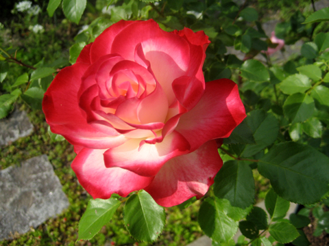 c0289473_1013569.jpg