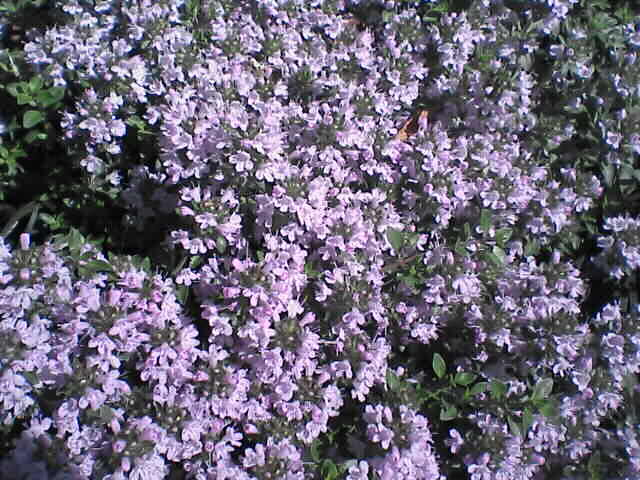 c0069380_14244364.jpg