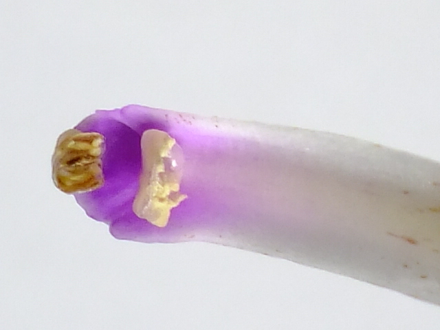 e0145782_17511829.jpg