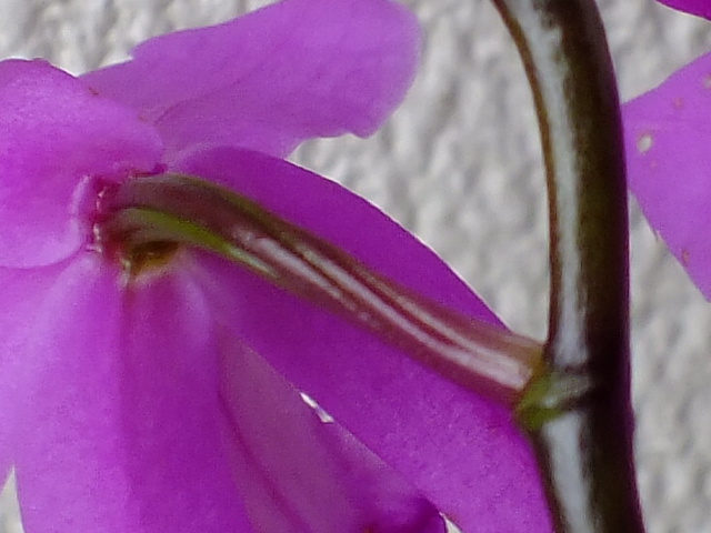 e0145782_1752731.jpg