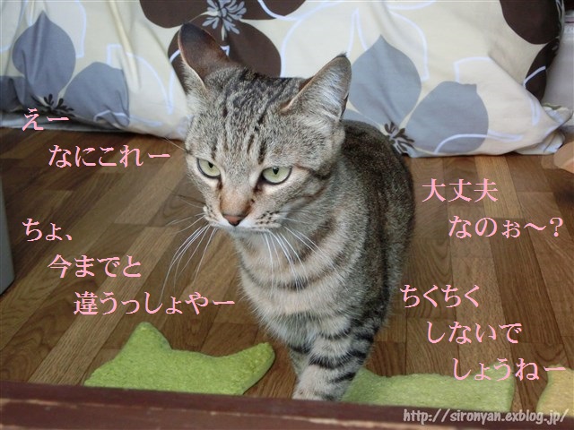 a0159490_1622545.jpg