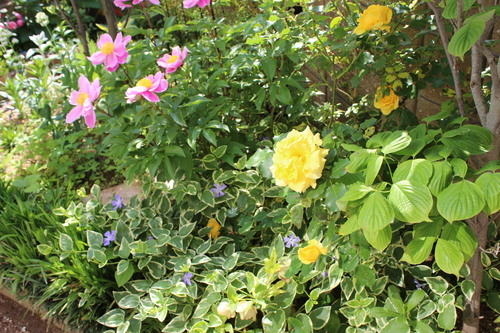 a0190999_184794.jpg