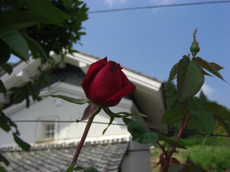 d0167621_23374435.jpg