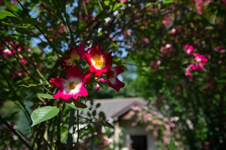b0134829_21181488.jpg