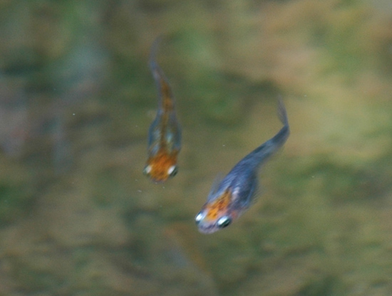 e0097534_13342347.jpg