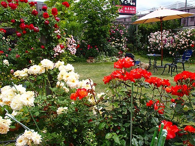 a0104162_2255970.jpg