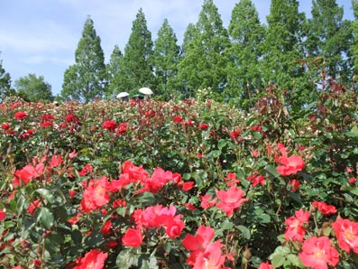 b0059664_2148232.jpg